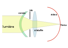 Le cristallin dans le modèle optique de l'oeil