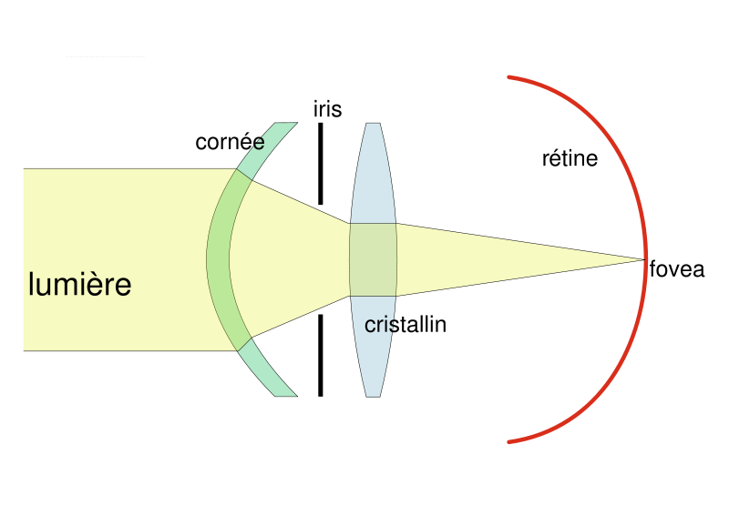 Modèle optique de l'oeil